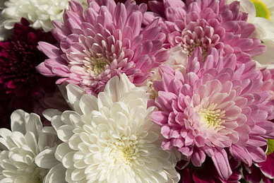 表白父母的话唯美 表白父母情话文案最暖心一段话