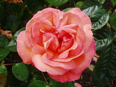 你最喜欢的一句话是 你最喜欢的一句话是怎么样的 你认为呢？