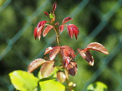男人励志早安心语正能量 励志早安心语正能量朋友圈