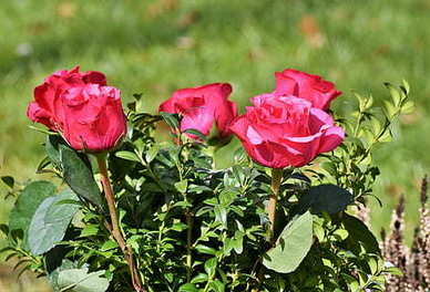 温柔治愈个性签名 关于温柔的个性签名