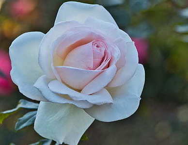 写给闺蜜的句子文案暖心情短语 写给闺蜜的暖心句子文案简短