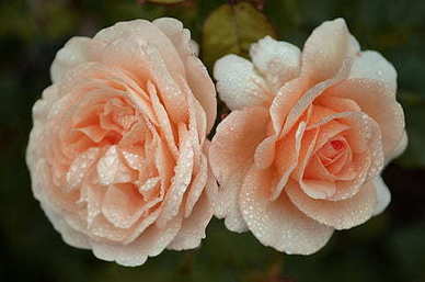 优美的古风爱情文案长句 霸气古风爱情句子