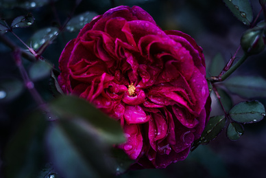 平安夜祝福爱人的句子文案 适合平安夜发给爱人的句子文案