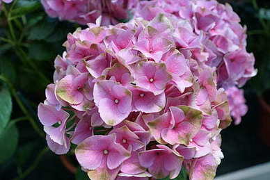 爱情刺心的句子文案 关于爱情的唯美古风句子文案