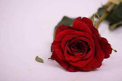 幸福甜蜜的句子文案 感情幸福甜蜜的句子文案