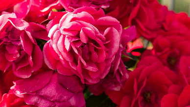 余秋雨的话美得心疼 有关余秋雨的精美文段有哪些？