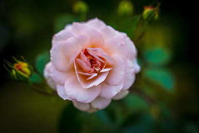 中国好老公的句子文案 赞美老公的句子文案有哪些？