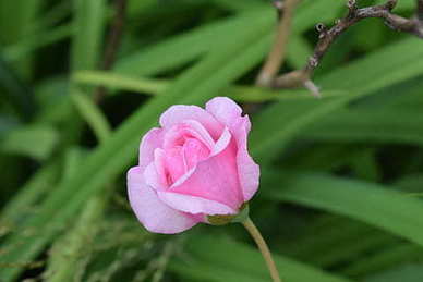 感情寄语的句子文案大全集 最浪漫的思念寄语