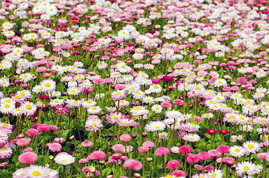 诗意的爱情句子文案简短 诗意的句子文案关于爱情