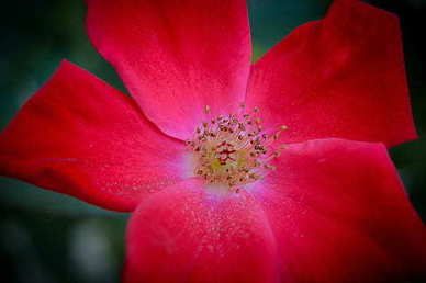 对爱情忠诚唯一的句子文案 求关于爱情忠贞的句子文案