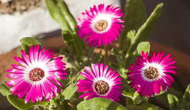 女人拼搏努力的句子文案 致努力奋斗的女人句子文案