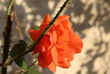 超长情话文案500字表白 表白的话感人的一段话500字