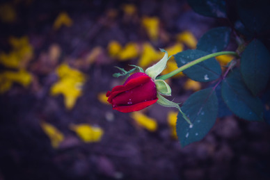 用煽情的情话表达想你的句子文案 表达想念爱人的情话句子文案