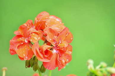 新年思念逝去亲人诗句文案 想念逝去亲人的诗句文案经典