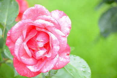 撩人的粤语情话文案语音 用粤语说得好听的情话文案有哪些?