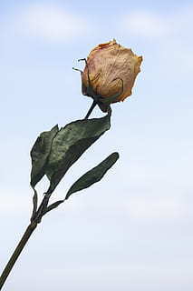 爱情英语名言名句文案伤感 关于爱情的英文名言，悲伤一点的