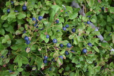 感情分开伤感语录 分手伤感的句子文案