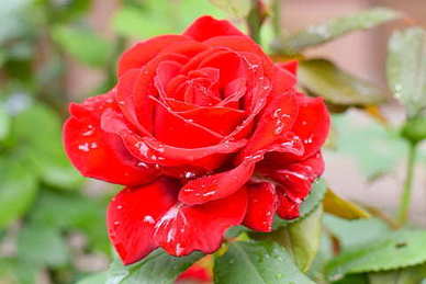 一句形容爱情长久的话 表达爱情长久的经典语句文案