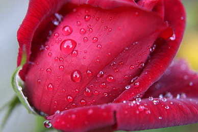 清明怀念妈妈心痛的句子文案 清明节怀念妈妈的话