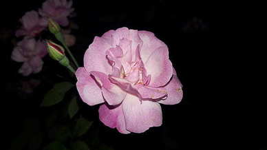 关于爱情短句八个字 八个字的唯美句子文案关于爱情