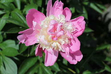 用一首古诗来思念一个人 用一首诗来表达心中想念一个人！