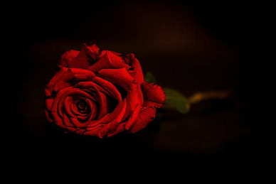 一个女人的教养与素养短句 关于女性修养的句子文案