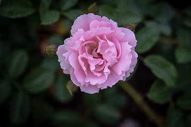 婚外情的句子文案经典语录 形容婚外情的唯美句子文案有哪些？