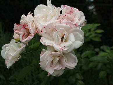 爱情表白最感动的句子文案 最感人的爱情表白句子文案