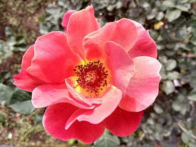 甜甜的早安语短句 早安心语短句