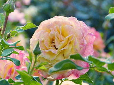 情侣纹身有寓意的英文短句