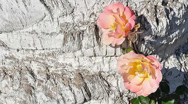 世间最美的情话文案 人世间最美的情话文案你听过什么？