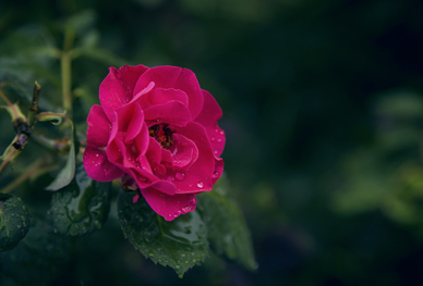 分手后悲伤的话语 伤感,分手后的话语!!!