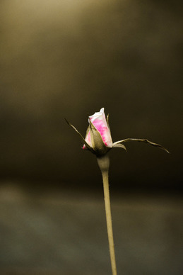 早晨起床哄女孩开心的话 哄女朋友起床的情话文案？