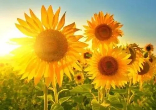 心向阳光正能量的文案