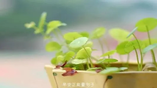 早安正能量朋友圈文案