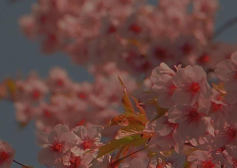 调皮生日快乐文案