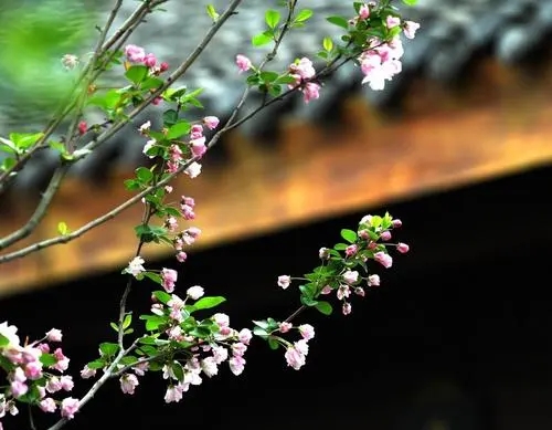 三月踏春朋友圈文案