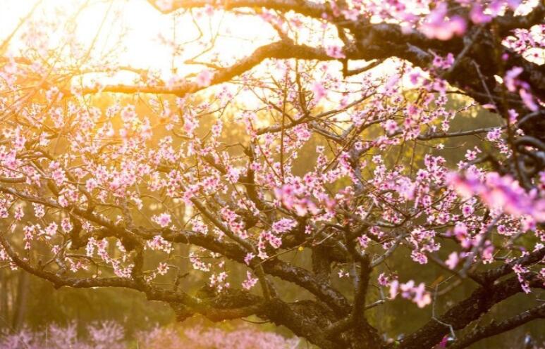 抖音桃花的文案