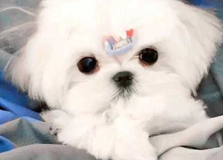 关于小动物的文案