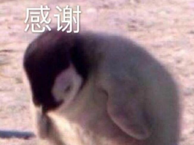 关于粉丝关注自己的文案