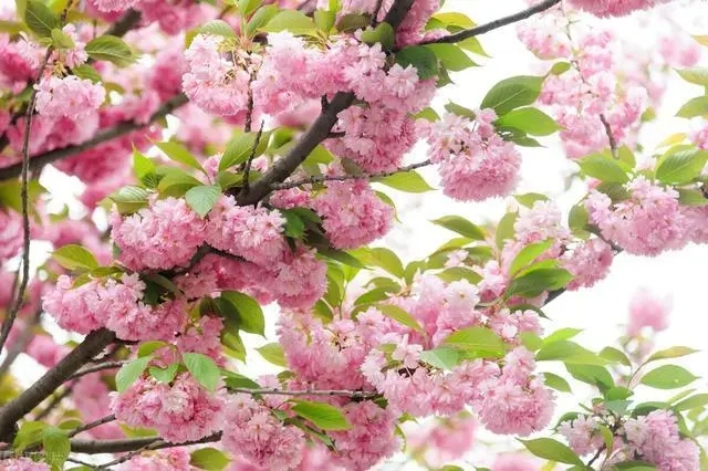 跟花有关的朋友圈文案