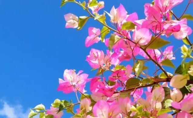 抖音文案感恩遇见