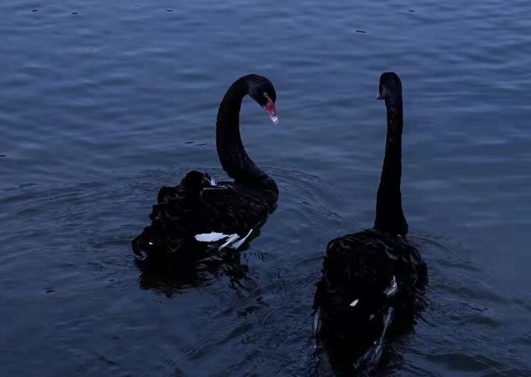 伤感文案和配图