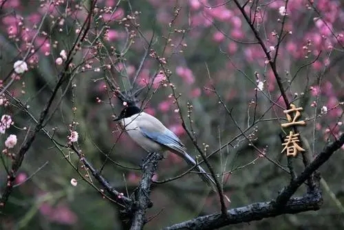 立春的文案句子