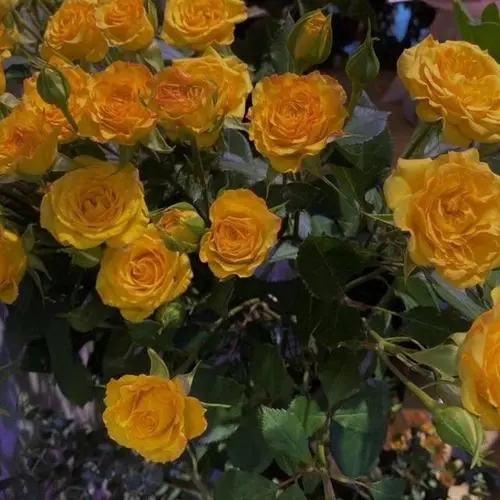 看花的朋友圈文案