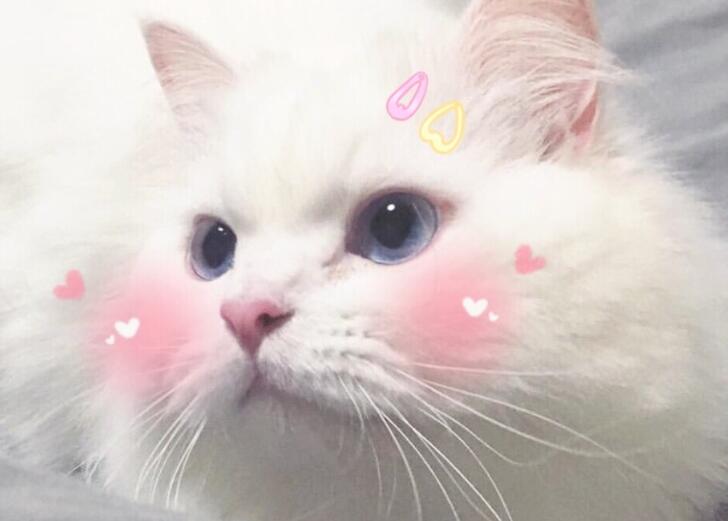 刺激减肥的文案