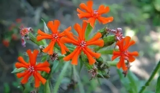 认真生活励志文案