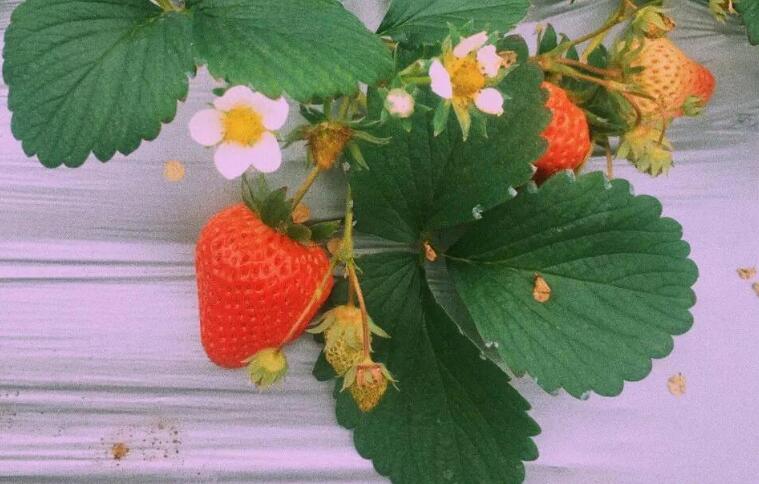 优雅浪漫的法式文案