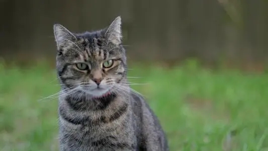 猫的视频脚本文案