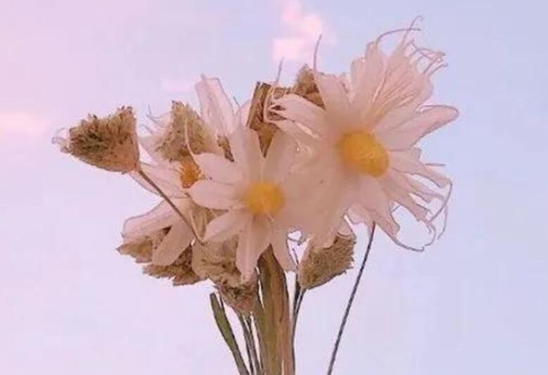 干净治愈系励志文案